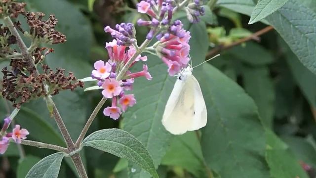 Cabbage butterfly on Buddleja flowers смотреть онлайн