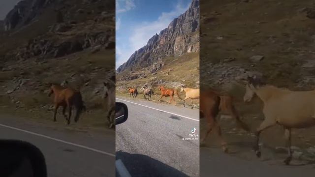 голопом лошади горный Алтай животные осень смотреть онлайн