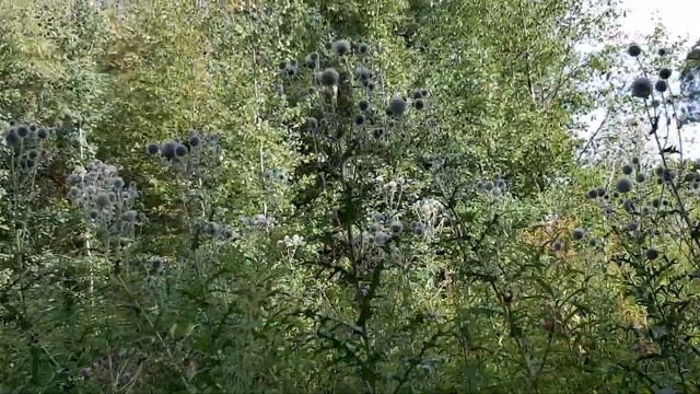 Вот такой вырос мордовник..