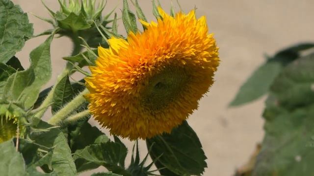 SŁONECZNIKI смотреть онлайн