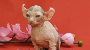 Кошка эльф — отличие от котов породы сфинкс