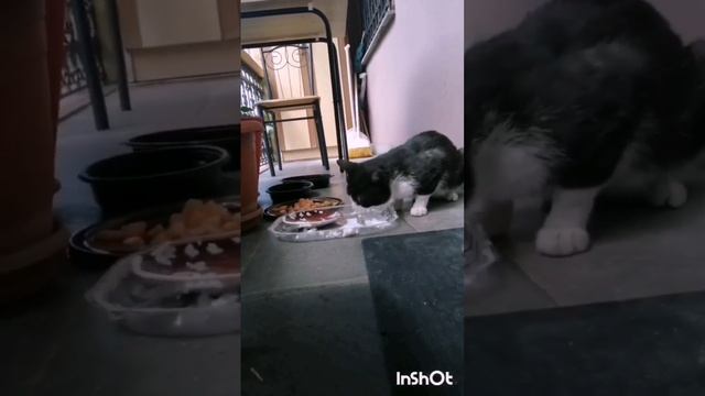 Кошка-мать отругала Мурлыку. За что? смотреть онлайн