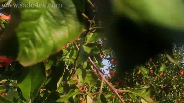 Сорт яблок Пинова. Наш опыт выращивания. смотреть онлайн