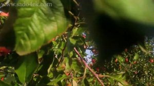 Сорт яблок Пинова. Наш опыт выращивания.