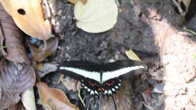 Borboleta - Heraclides hectorides смотреть онлайн