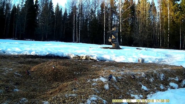 Птицы, запечатленные на фото ловушку. Часть № 17