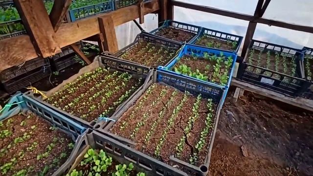 Как мы выращиваем большие объемы рассады капусты на продажу! смотреть онлайн