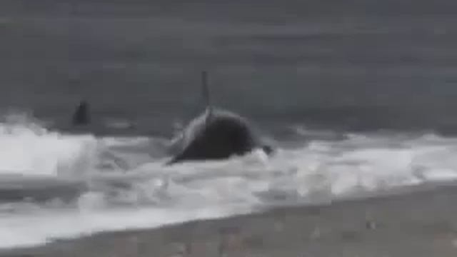 Ужасное видео: Касатка съела человека живьём! смотреть онлайн