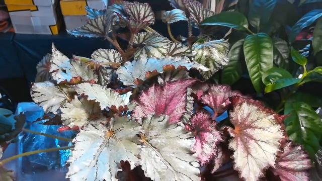 Выставка узамбарских фиалок в Днепре ??? смотреть онлайн