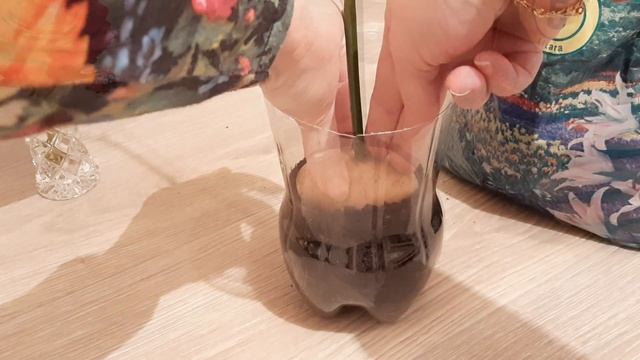 Razmnožavanje ruža u krompiru više nije tajna, sada to može svako! смотреть онлайн