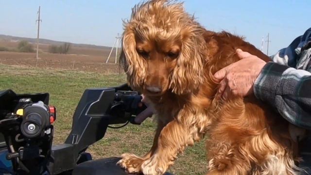 🐶 АКТИВНЫЙ ПЕС ДЖЕКСОН 💥 ПОКАТУШКИ НА КВАДРОЦИКЛЕ #коккерспаниель #домашниепитомцы #pets #animal смотреть онлайн