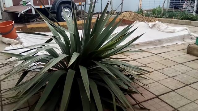 Купить пальму для домика у моря смотреть онлайн