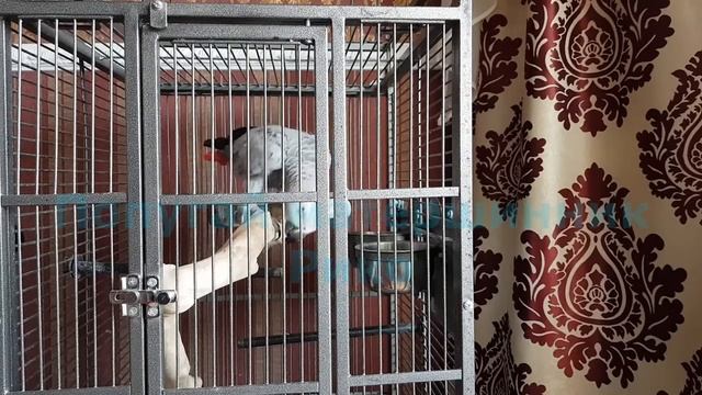 Попугай говорит с хозяином про пирожки компотик супчик и кашу Попугай Рико на воле.mp4 смотреть онлайн