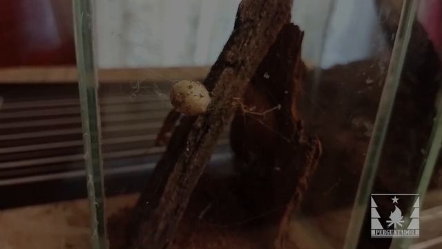 Европейская чёрная вдова (Latrodectus tredecimguttatus) и неуловимый мститель смотреть онлайн