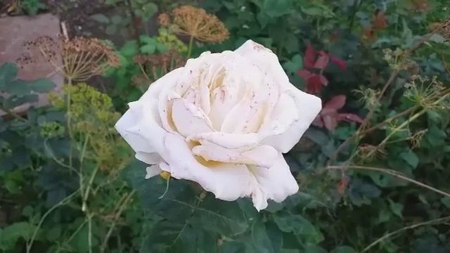 110.# ВЕРСИЛИЯ В ПОЛНОМ РОСПУСКЕ И ЕЩЁ НЕМНОГО РОЗ/ ДОЖДАЛАСЬ ЦВЕТЕНИЯ АМПЕЛЬНОЙ ФУКСИИ. смотреть онлайн