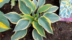 #хоста / Хоста гибридная Отэм Фрост ( лат. hosta hybridum Autumn Frost)