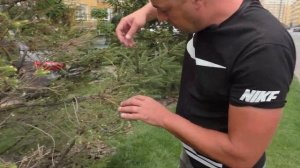 Ель сохнет, что делать? Шютте ели обыкновенной. Болезни ели.