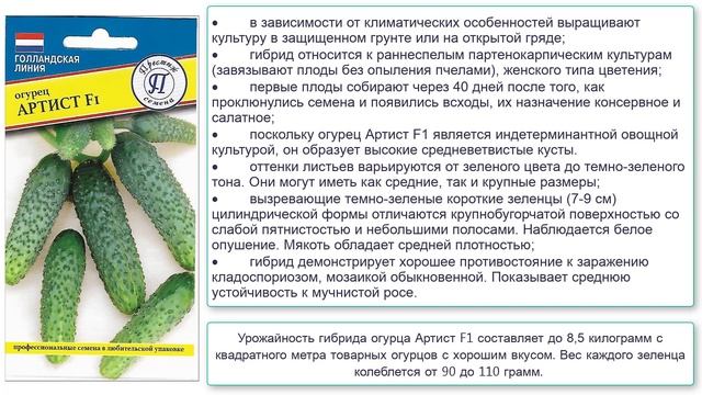 Гибрид огурцов Артист F1 смотреть онлайн