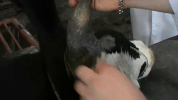 Ампутация рога у быка (p. I). Docent A.D. Stepanov, ПДАТУ