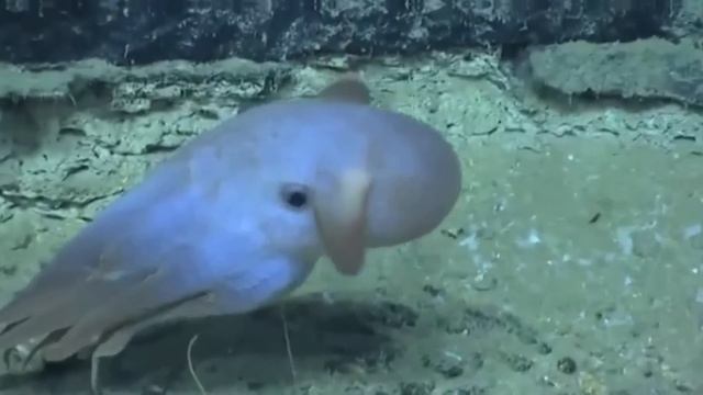 20 Unique Animals You Won’t Believe Exist смотреть онлайн