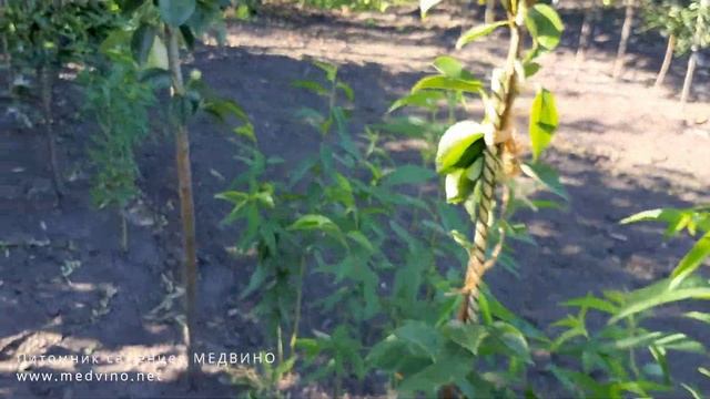 Груша Силк Кинг