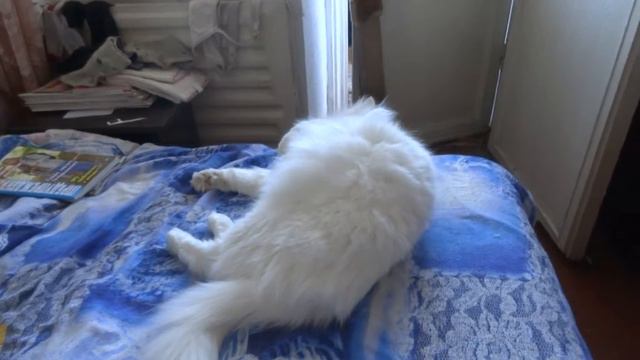 Кошка Муська №2 смотреть онлайн