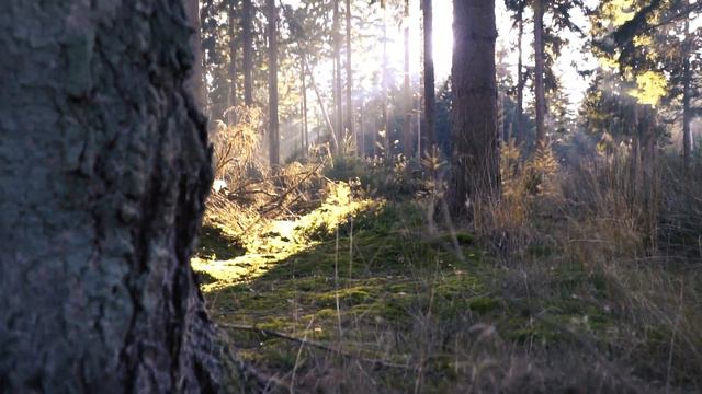 Kršćanstvo i evolucija смотреть онлайн