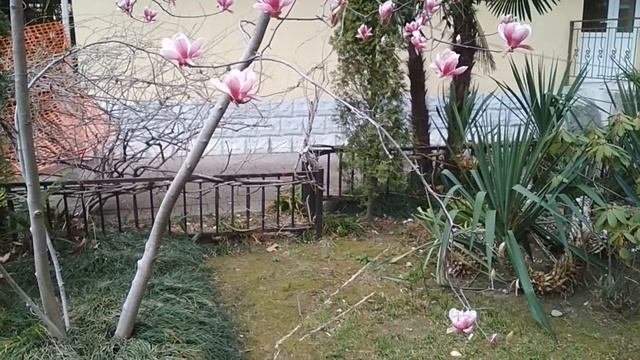 Тюльпановое дерево. Март. смотреть онлайн