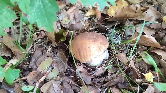 Гриби в середині жовтня.Мороз не завада грибам.Грибний сезон 2023 смотреть онлайн