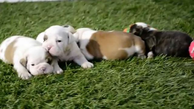 BULLCANES English Bulldog Breeder - Zorro Warrior Titan Alaska - http://www.bullcanes.net смотреть онлайн