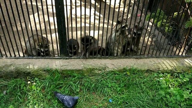 Еноты. Местные попрошайки. смотреть онлайн