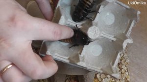 Как шипят мадагаскарские тараканы