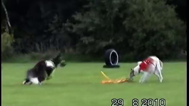 Hoope 2010 Barsoi - Coursing смотреть онлайн