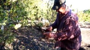 ОСЕННЯЯ  ПОСАДКА  ( пересадка )  КРЫЖОВНИКА