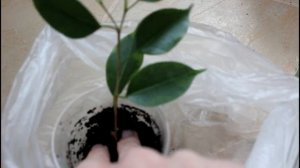 Как размножить фикус бенджамина. Укоренение черенков. __Валентина Земскова.