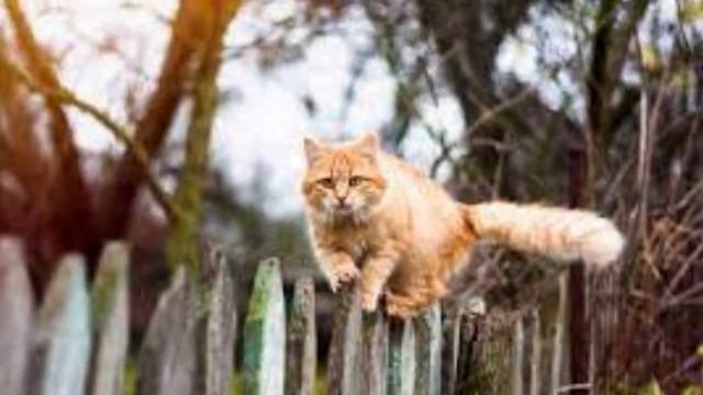 чужая кошка пришла в ваш дом, что означает? #суеверия #приметы смотреть онлайн