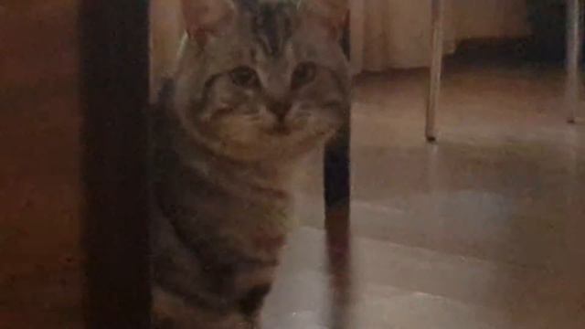 ЗлаЯ собака смотреть онлайн