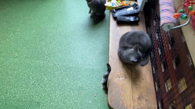 Варя в трогательном зоопарке смотреть онлайн