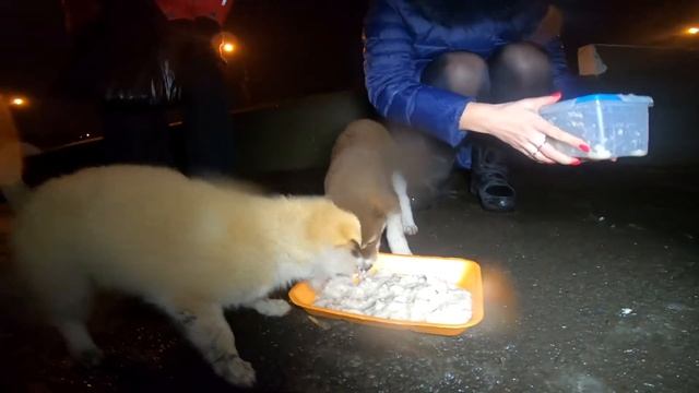 Спасаем щенков от голода. Скоро морозы. смотреть онлайн