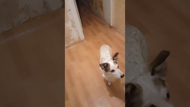 усатая девочка очень ловкая.особенно,если это касается паштета!!!!🤤🤤🤤 смотреть онлайн