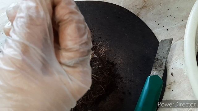 ГЛОКСИНИИ.Как разделить старый клубень глоксинии? смотреть онлайн