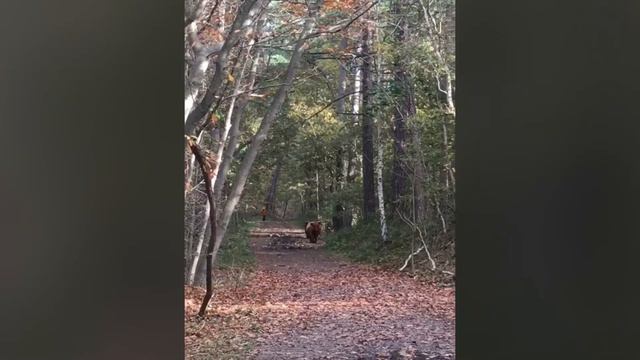 Уголок дикой природы в дюнах смотреть онлайн