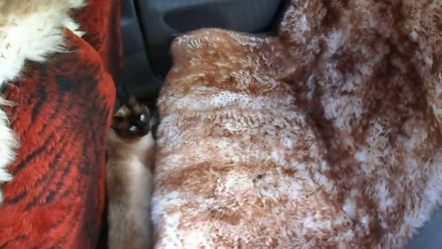 Накидка автомобильная из овчины ! смотреть онлайн