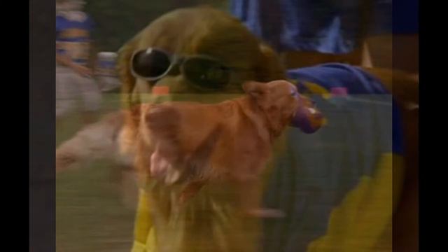 Pictures of Airbud and Julia Roberts смотреть онлайн