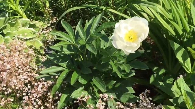 Шикарное цветение пионов. ЧАСТЬ 2