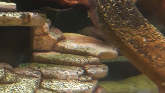 Бирюзовая акара (Andinoacara rivulatus) Нерест, икра, личинка, Малек стартовый корм чем кормить рыб смотреть онлайн