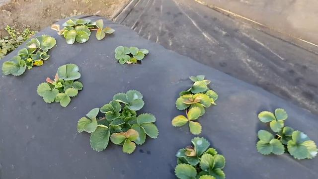 Укрытие клубники на зиму. смотреть онлайн