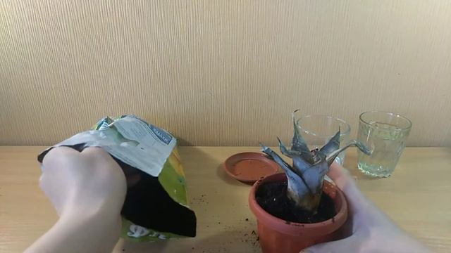 Выращиваем ананас в домашних условиях (часть 2) смотреть онлайн