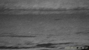 Егерь 5.5 ПСП пневматика охота на ворон..