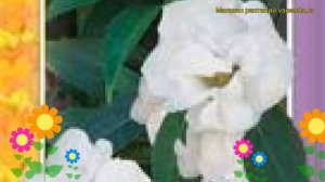 Бальзамин Том самб белый. Краткий обзор, описание характеристик impatiens balsamina Tom samb belyy